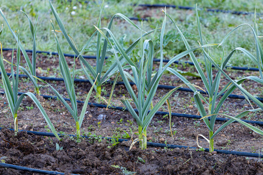 Young garlic plants growing in vegetable garden with irrigation system rows