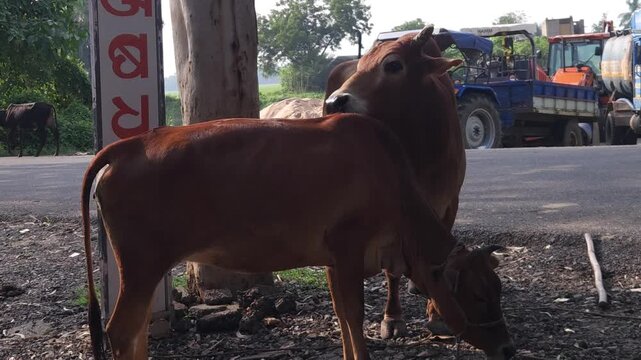 Cattle mating on rural roadside in India, cow breeding behavior in natural environment, livestock reproduction scene showing animal behavior, agriculture and dairy farming activity in countryside