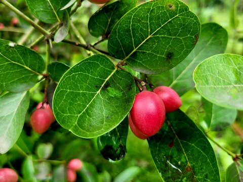 Carissa carandas is a species of flowering shrub in the family Apocynaceae. It produces fruits, Common names in English include Bengal currant,Christ's thorn,Carandas plum, Karonda,Karanda and Kanna .