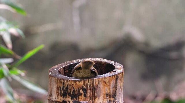 Grey-headed Babbler Bird Drinking Water from a Bamboo Stump in Tropical Forest