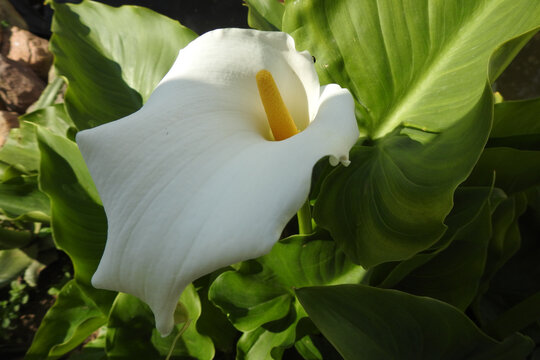 Natura