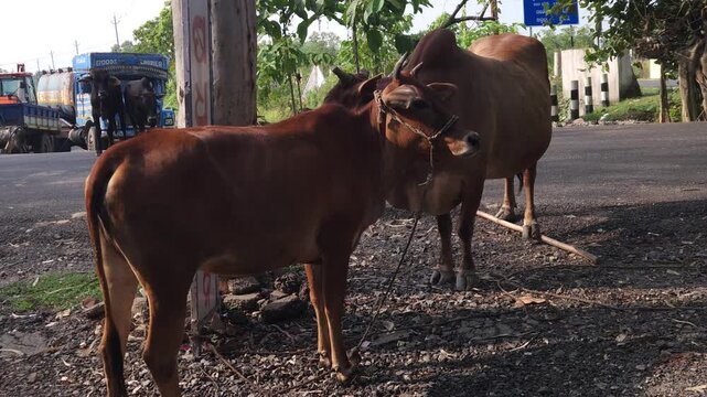 Cattle mating on rural roadside in India, cow breeding behavior in natural environment, livestock reproduction scene showing animal behavior, agriculture and dairy farming activity in countryside
