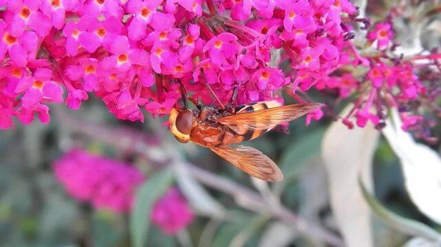 Insect from family Syrphidae, Hoverfly, Flower fly, Syrphids on pink flowers of Summer lilac, Buddleja davidii and in flight - close-up, slow motion. Topics: blooming, natural environment, flowering