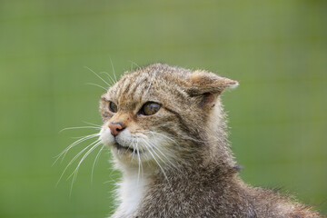 Scottish Wildcat (Felis silvestris silvestris) Looking Angry © Richard Hadfield