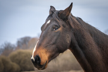 Fototapeta premium Close-up portrait of brown horse head with soft natural background, detailed equine features and calm expression in rural countryside setting