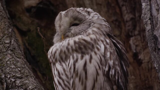 エゾフクロウ Strix uralensis coreensis