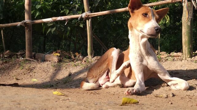 Brown and white stray dog resting peacefully on sunlit ground in a natural outdoor setting. The calm scene highlights everyday life, urban wildlife, animal welfare, pet adoption