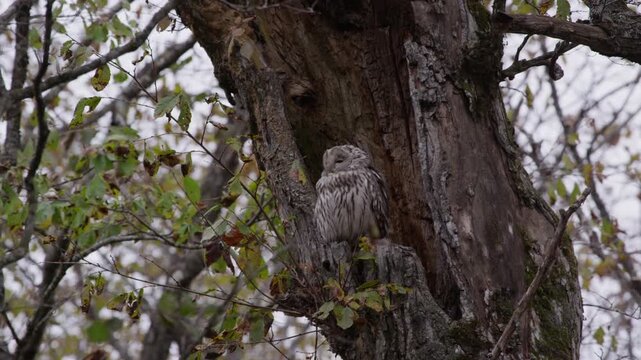 エゾフクロウ Strix uralensis coreensis