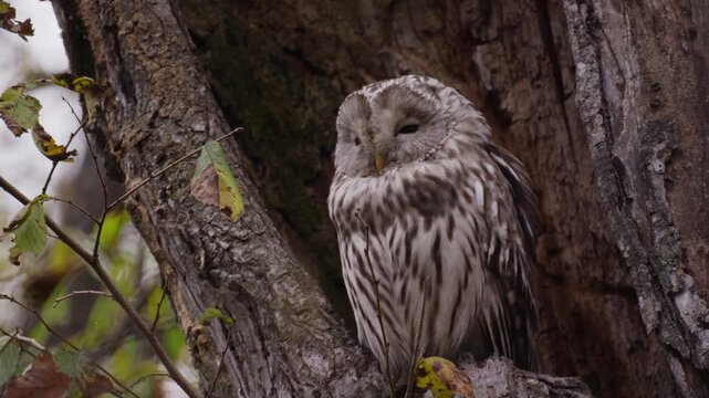 エゾフクロウ Strix uralensis coreensis