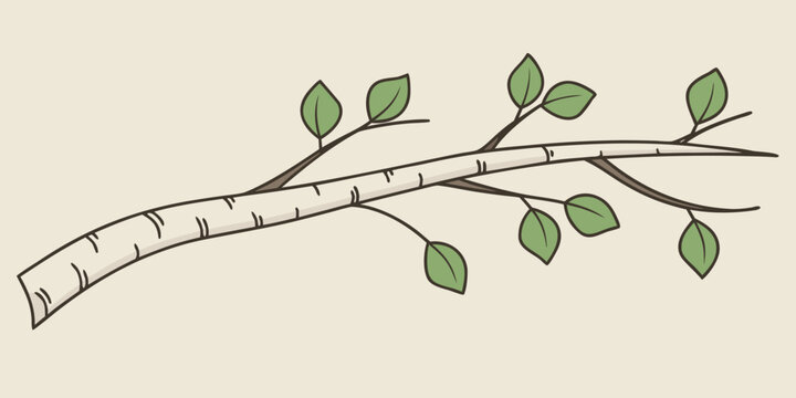 Of a birch tree branch with green leaves botanical