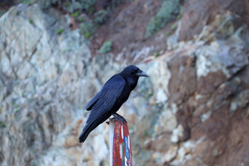 Fototapeta premium Black raven (Corvus corax) sitting on a traffic sign against rock background (Tenerife, Spain)