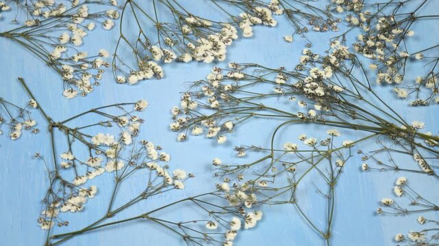 Flat dried flower arrangements.  Dried twigs of gypsophila paniculata  lie on the blue background, side view