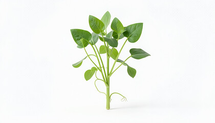 Fototapeta premium Green plant with small leaves growing.