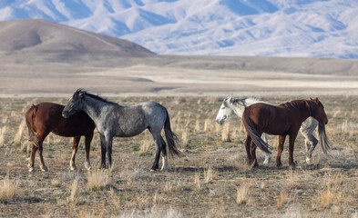 Fototapeta premium Wild Horses in the Utah Desert in Springtime