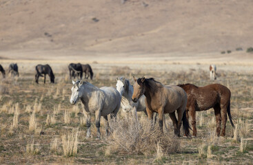 Fototapeta premium Wild Horses in the Utah Desert in Springtime