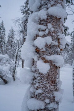 snow covered trees