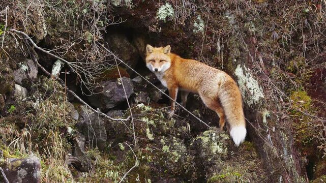 キタキツネ Vulpes vulpes schrencki