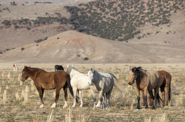 Obraz premium Wild Horses in the Utah Desert in Springtime
