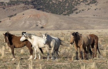 Obraz premium Wild Horses in the Utah Desert in Springtime