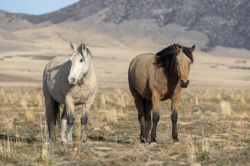 Obraz premium Wild Horses in the Utah Desert in Springtime