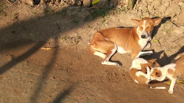 A stray mother dog nursing and caring for her young puppies outdoors in natural sunlight. The touching scene captures maternal instincts, animal care, survival, and bond between a mother and offspring