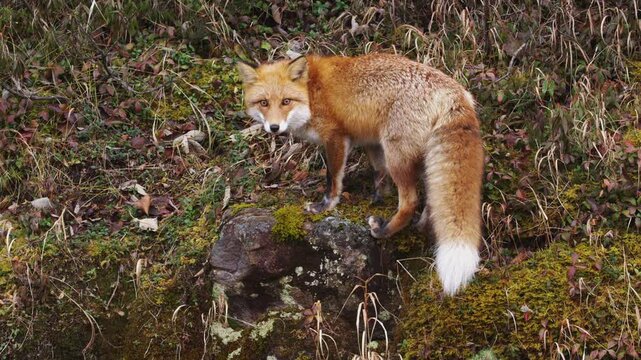キタキツネ Vulpes vulpes schrencki