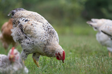Keeping domestic chicken in free range on home backyard. Poultry grazing on green grass in suburban garden © bilanol