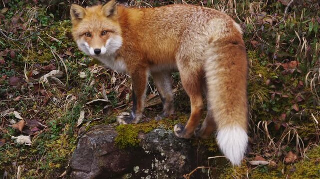 キタキツネ Vulpes vulpes schrencki