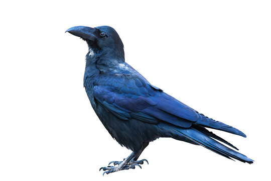 Large-billed crow on white background.