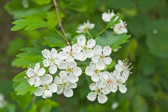 closeup of white hawthorn flowers - crataegus monogyna 