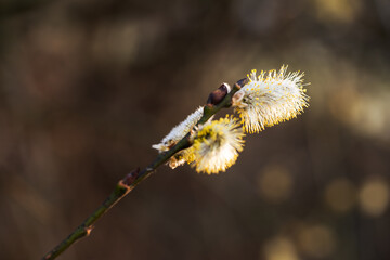 Bazie w porannym świetle na gałązce – wiosenne tło z efektem bokeh © Elżbieta Kaps