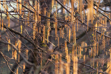 Bazie leszczyny w selektywnej ostrości – wczesna wiosna i naturalne tło © Elżbieta Kaps