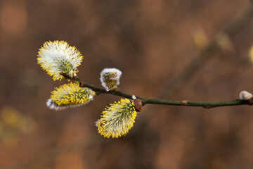 Bazie w porannym świetle na gałązce – wiosenne tło z efektem bokeh © Elżbieta Kaps