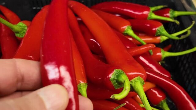 A customer chooses in a supermarket ripe fresh red cayenne pepper