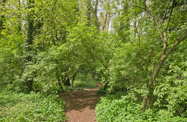 Obraz premium hiking trail in a sunny summer forest in bourgoyen nature reserve, Ghent, Flanders, Belgium 