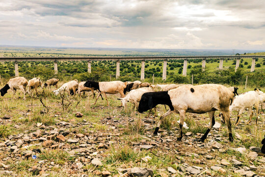 A herd of Goats and sheeps Grazing against the background of the Nairobi Mombasa Standard Gauge Railway Viaduct in Nairobi National Park, Kenya