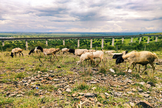 A herd of Goats and sheeps Grazing against the background of the Nairobi Mombasa Standard Gauge Railway Viaduct in Nairobi National Park, Kenya