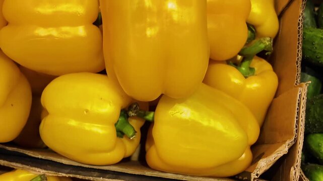 A customer chooses in a supermarket ripe fresh yellow bell pepper