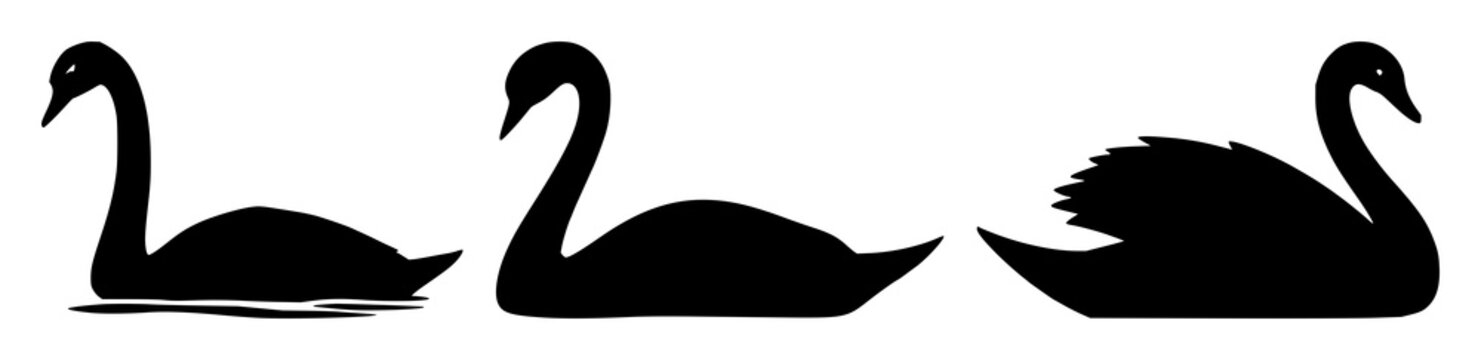 Swan set with black silhouette swimming in calm water featuring graceful, minimalist, vector illustration with aquatic and wildlife