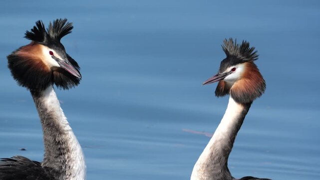 Detail of courtship rituals of the great crested grebe (Podiceps cristatus). Slow motion