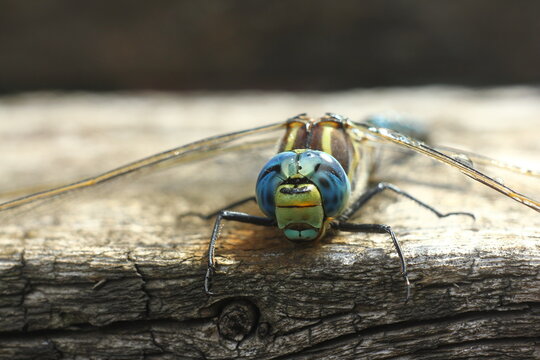 Brachytron pratense -  Hairy Dragonfly. Macro. Selective focus.