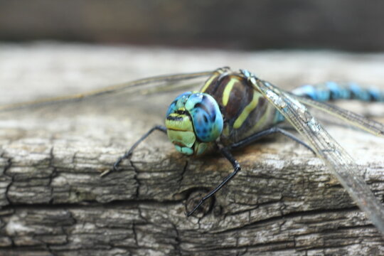 Brachytron pratense -  Hairy Dragonfly. Macro. Selective focus.