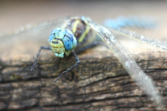 Brachytron pratense -  Hairy Dragonfly. Macro. Selective focus.