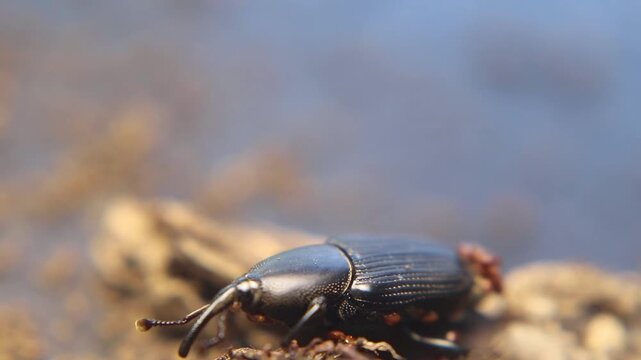Close up of yucca weevil (Scyphophorus yuccae) with long snout carrying larva, showing rare parental behavior in a tropical root-boring beetle