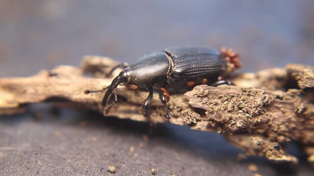 Close up of yucca weevil (Scyphophorus yuccae) with long snout carrying larva, showing rare parental behavior in a tropical root-boring beetle