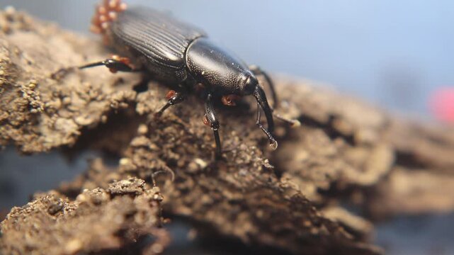 Close up of yucca weevil (Scyphophorus yuccae) with long snout carrying larva, showing rare parental behavior in a tropical root-boring beetle
