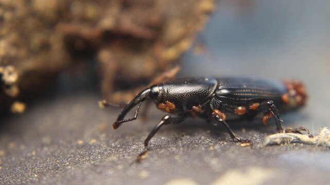 Close up of yucca weevil (Scyphophorus yuccae) with long snout carrying larva, showing rare parental behavior in a tropical root-boring beetle
