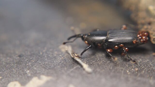 Close up of yucca weevil (Scyphophorus yuccae) with long snout carrying larva, showing rare parental behavior in a tropical root-boring beetle