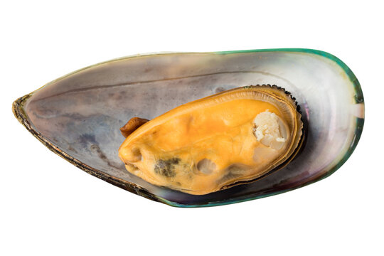 Fresh New Zealand green-lipped mussels isolated on transparent background, high-resolution PNG file