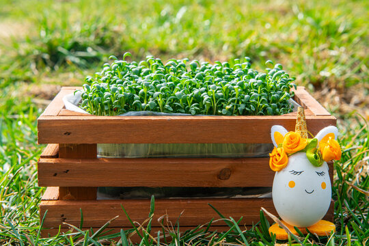 Fresh Easter cress in wooden crate on green grass, decorative unicorn egg with flowers, spring garden holiday decoration, joyful composition with green sprouts in bright sunlight outdoors.